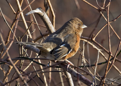 Eastern Towhee Female