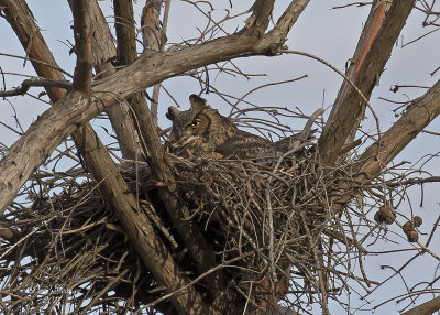 Great Horned Owl