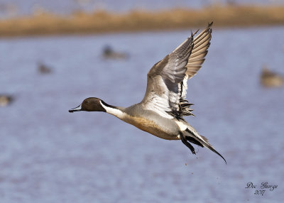 Northern Pintail
