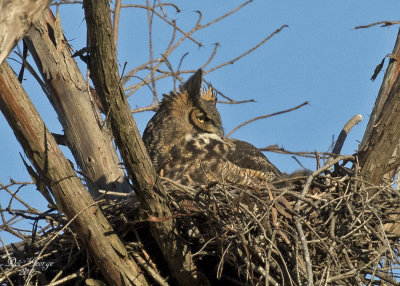 Great Horned Owl