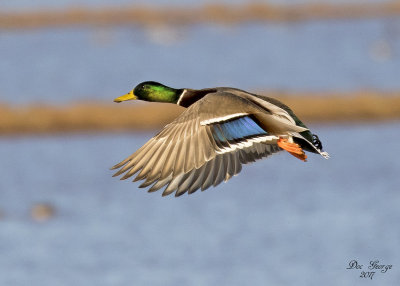 Mallard Drake