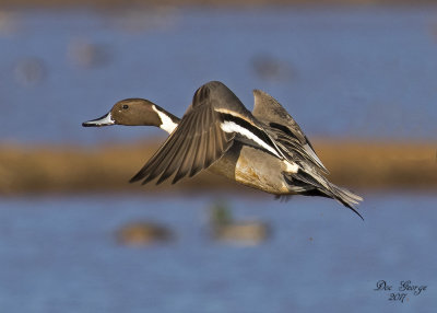 Northern Pintail