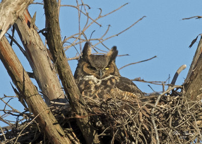 Great Horned Owl