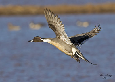Northern Pintail