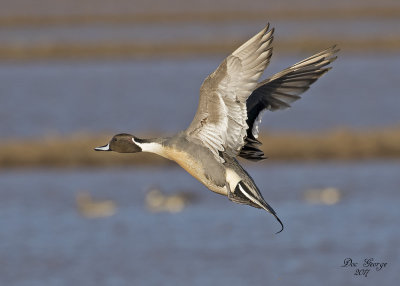 Northern Pintail