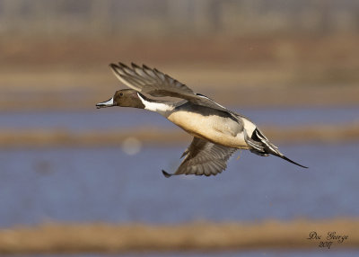 Northern Pintail