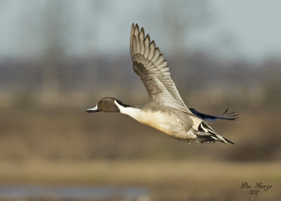Northern Pintail