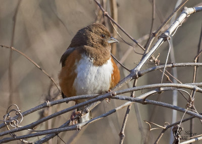 Eastern Towhee Female