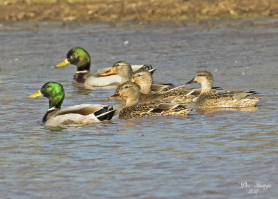 Mallards