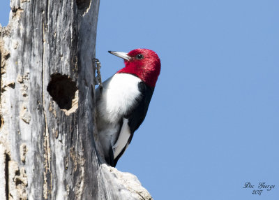 Red-headed Woodpecker