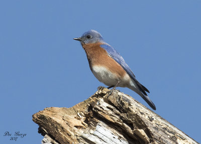 Eastern Bluebird