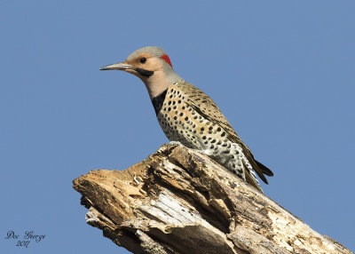 Northern Flicker