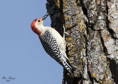 Red-bellied Woodpecker