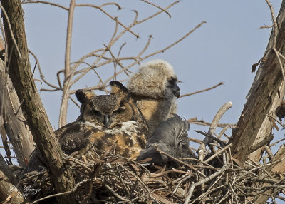 Great Horned Owl