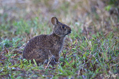 Marsh Rabbit.jpg