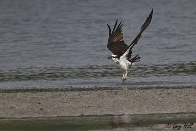 Osprey 2.jpg