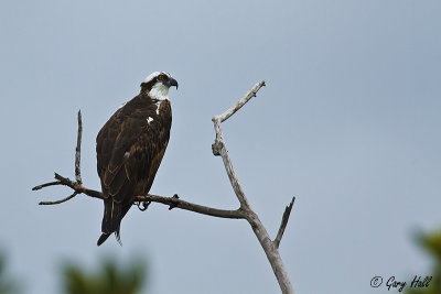 Osprey.jpg