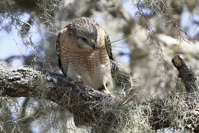 Red Shouldered Hawk 2.jpg