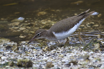 Spotted Sandpiper 2.jpg