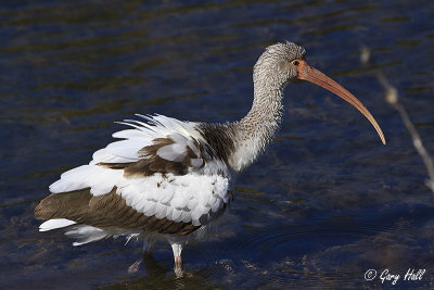 White Ibis 2.jpg