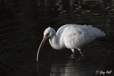 White Ibis 3.jpg