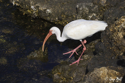White Ibis.jpg