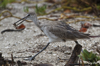 Willet.jpg