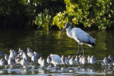 Wood stork.jpg