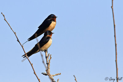 Barn Swallows.jpg