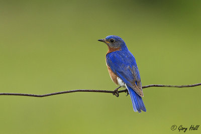 Eastern Bluebird  5.jpg