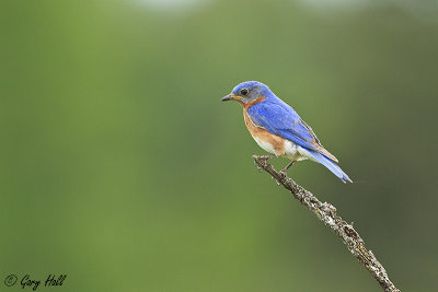 Eastern Bluebird  6.jpg