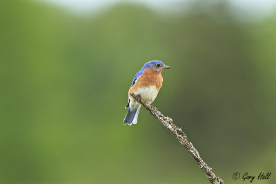 Eastern Bluebird  7.jpg