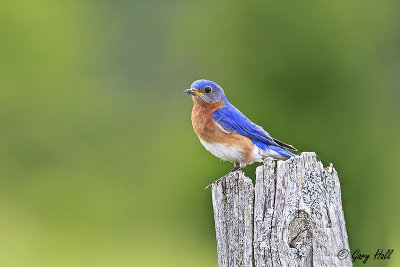 Eastern Bluebird.jpg
