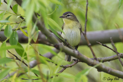 Philadelphia Vireo.jpg