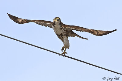Red-tailed Hawk.jpg