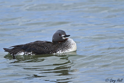 Red-throated Loon 2.jpg