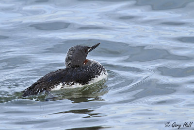 Red-throated Loon 3.jpg