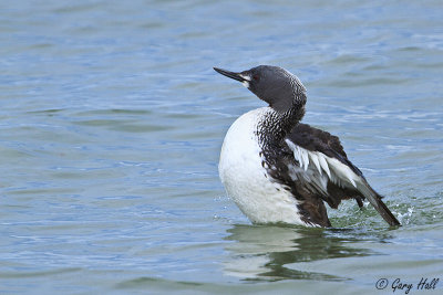 Red-throated Loon.jpg