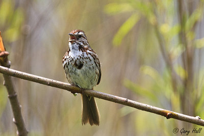 Song Sparrow.jpg