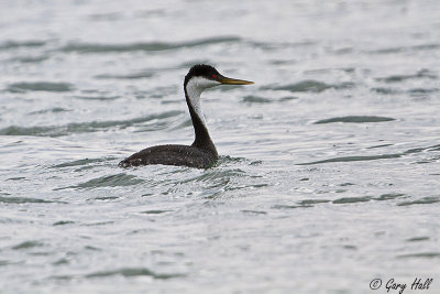 Western Grebe.jpg