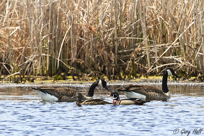 Wood Ducks - Canada Geese.jpg