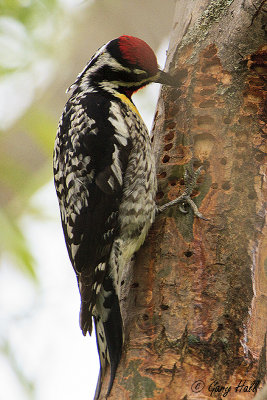 Yellow-belliedSapsucker.jpg