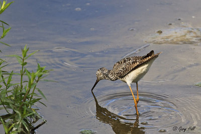 Lesser Yellowlegs 2.jpg