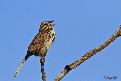 Song Sparrow.jpg