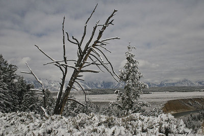 Old Tree - Grand Teton National Park.jpg