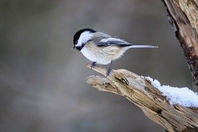 Black-capped Chickadee .jpg