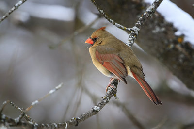 Northern Cardinal - Female 2.jpg