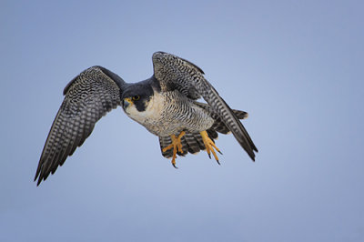 PeregrineFalcon.jpg