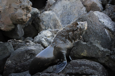 Galapagos Fur Seal.jpg