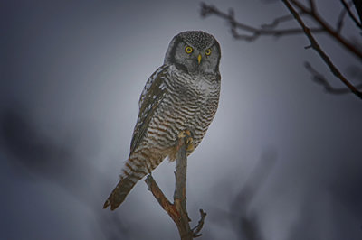 Northern Hawk Owl 2.jpg
